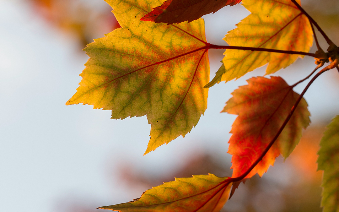 How to Prepare Your HVAC System for Fall